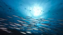 World Bank approves $20m for sustainable fisheries, marine conservation in Seychelles