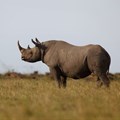 Black rhino to return to Chad after South Africa deal