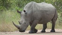 More restrictions for rhino horn trade