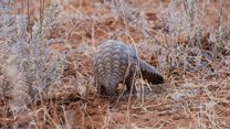 Pangolin trade forces Ghana to look at new wildlife laws