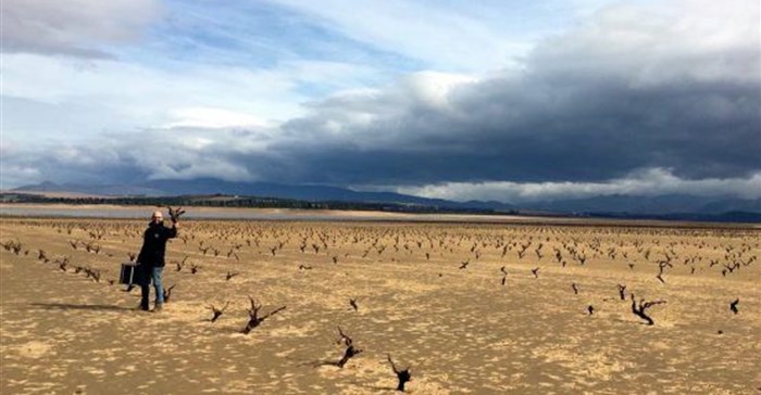 Vines that were once part of Zeekoekraal, a farm in Villiersdorp, Western Cape. The drought in the province is set to hamper the export-based wine industry. (Image Supplied)