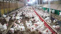 Department working to control avian flu outbreak