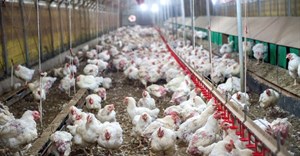 Department working to control avian flu outbreak