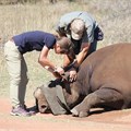 WWF project sees crash of black rhinos moved to new location to help bolster numbers