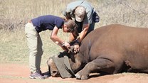 WWF project sees crash of black rhinos moved to new location to help bolster numbers