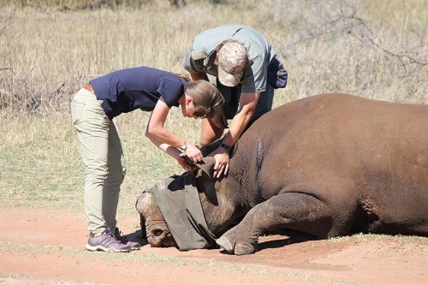 Black Rhino Range Expansion Project coordinator Ursina Rusch administers antidote to sleeping rhino. © WWF-SA