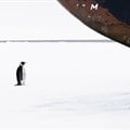 An Antarctic icebreaker sails past a penguin. But conservationists are still waiting for their own breakthrough. John B. Weller, author provided