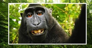 The #monkeyselfie - who owns it?