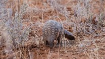 Malaysia rescues 140 pangolins from suspected smugglers