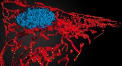 Mitochondrial networks. Photo: Mitolab.eu