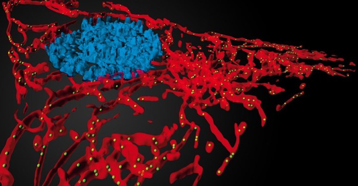Mitochondrial networks. Photo: Mitolab.eu