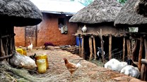 EthioChicken produces highly fertile, disease-resistant chickens and sells them to farmers at affordable prices. (Image: WikiCommons)