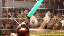 Efforts to tackle AMR on farms and in food systems gaining momentum