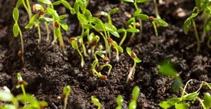 Study: Better soil could trap as much planet-warming carbon as transport produces