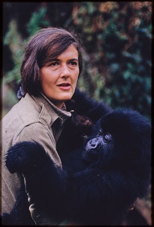 National Geographic premieres miniseries, Dian Fossey: Secrets in the Mist