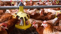 Opportunities in the East-African poultry sector