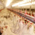 Western Cape set to get poultry sector going again