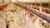 Western Cape set to get poultry sector going again