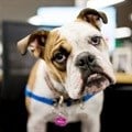 Ca-nine to five: One in five workplaces allow pets in the office