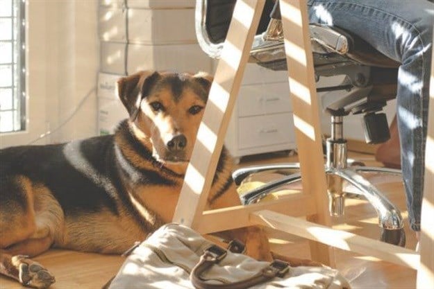 Ca-nine to five: One in five workplaces allow pets in the office
