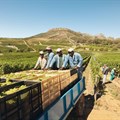New programme to address modern slavery in SA's wine and fruit industries