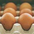 Eggs contaminated with disease-causing bacteria