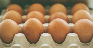 Eggs contaminated with disease-causing bacteria