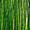 Bamboo - untapped green gold