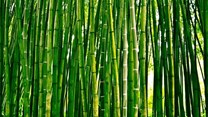 Bamboo - untapped green gold