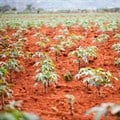 African solutions urgently sought for agricultural revolution