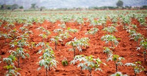 African solutions urgently sought for agricultural revolution