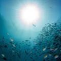 Scientists: Warming oceans could scupper marine food system