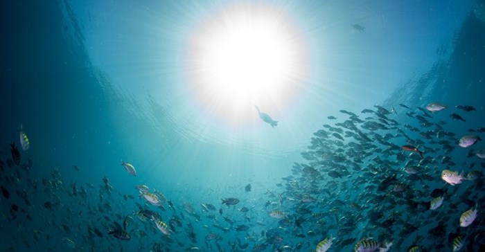 Scientists: Warming oceans could scupper marine food system