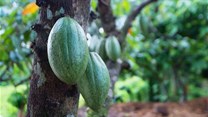 Mondelez International cocoa MoU to help protect Ghana's forests