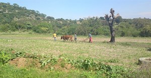 Tapiwa Zvakavapano via  - Villagers working on the land in Bedza Village, Buhera, Zimbabwe