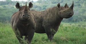 1,028 rhino killed in 2017, WWF SA concerned about impact on rural communities