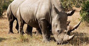 Draft regulations for domestic rhino horn trade finalised
