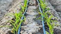 Why farmers should consider drip irrigation