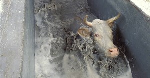 January disease kills 2,000 cattle