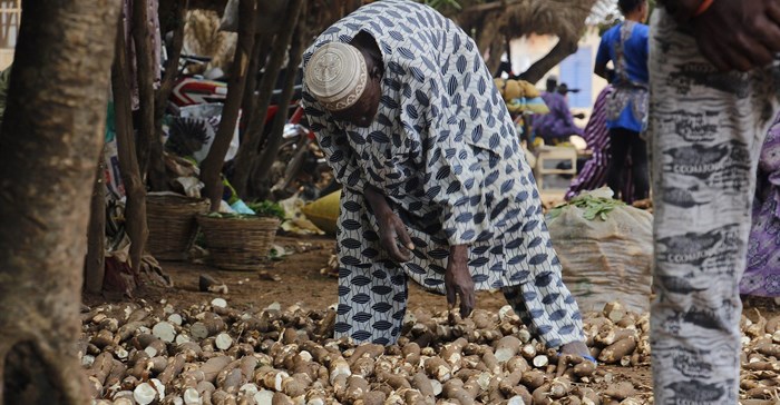 Tenisnaps via . Cassava farmer arranges his tubers in line while he waits for buyers.