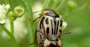 Santosh Namby chandran via  - The leaf-feeding beetle Zygogramma bicolorata is one of the most promising biocontrol agents used against famine weed in South Africa.
