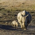 Rhino poaching in South Africa has dipped but corruption hinders progress