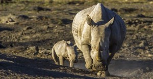 Rhino poaching in South Africa has dipped but corruption hinders progress