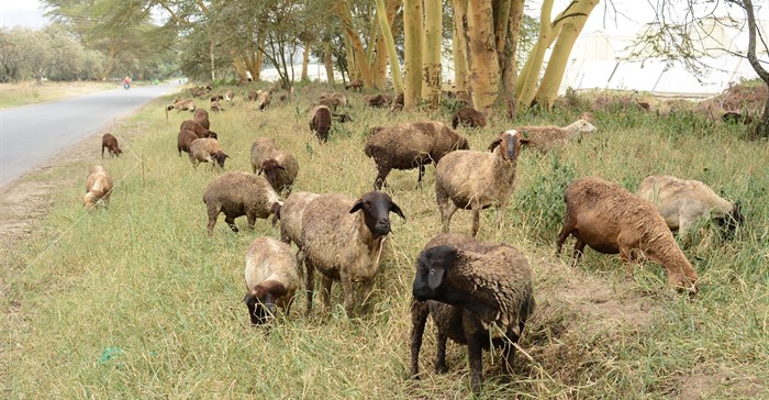 Oserian relies on sheep to 'mow' the grass