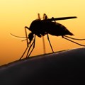 Release of sterile mosquitoes a &quot;publicity stunt&quot;