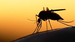 Release of sterile mosquitoes a &quot;publicity stunt&quot;