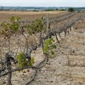 The drought 'will slow growth'