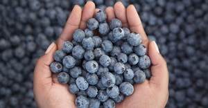 New Ozblu Academy to cultivate blueberry education