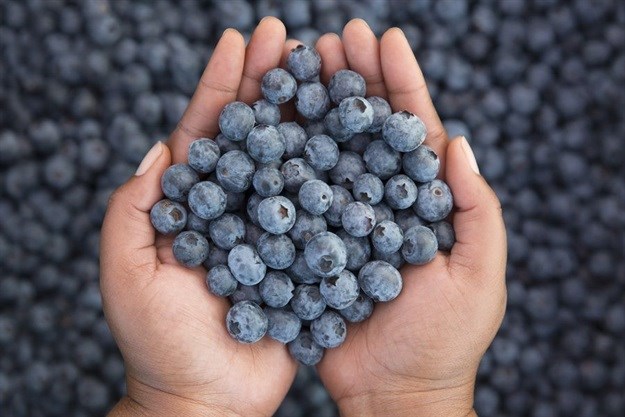 New Ozblu Academy to cultivate blueberry education