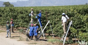 SIZA sets gold farm sustainability standard for SA